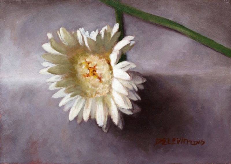 11. Gerbera Daisy, Oil on Panel 5" x 7"