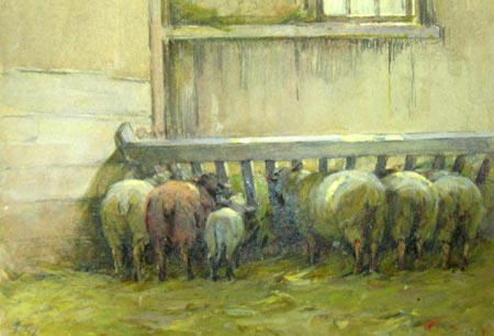 12. Sheep Feeding in Trough, Watercolor 10" x 13"